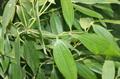 Cinnamomum tamala